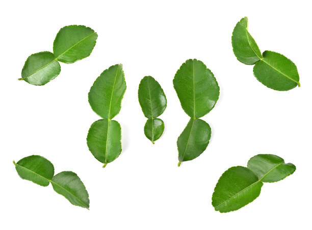 istock Bergamot leaves isolated on white background 1483067467