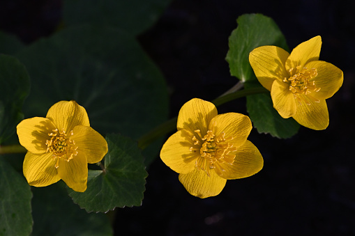 Marsh marigold study in early spring, Connecticut