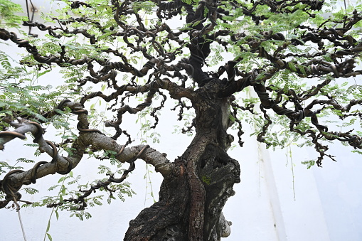 Selected focus for Bonsai tree