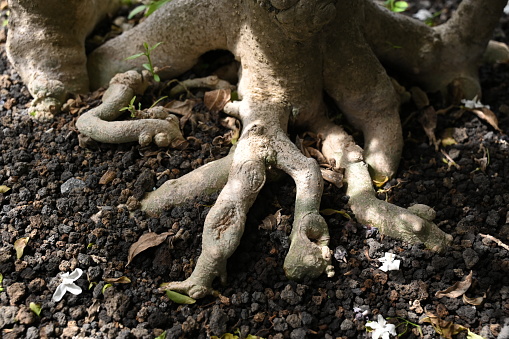 Bonsai Plant Roots