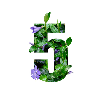 Creative number 5 five shape cutout with fresh flowers and raindrops. Beautiful flora number for your unique decoration in spring, summer or several concept ideas