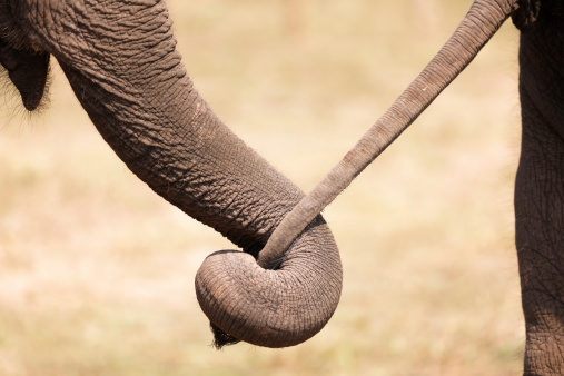 Large African male elephant in profile in the Okavango Delta in Botswana