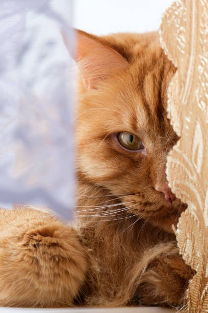 istock red cat lies on the window and peeps from behind the curtains 1483071190