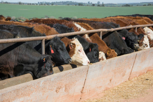 istock feedlot with Hereford and Angus cattle eating alfalfa 1483072613