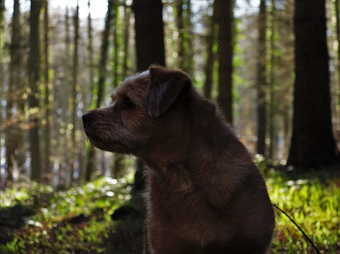 Brown dog in the forest