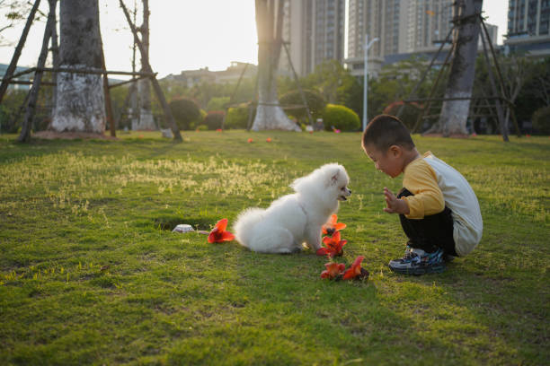 Asian boy and Pomeranian play on the grass