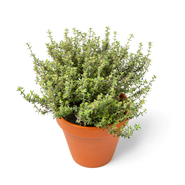 istock Single ceramic plant pot with a fresh lemon thyme plant on white background 1483073165