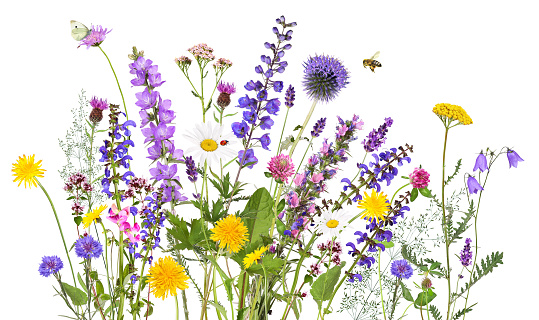 Colorful meadow with various flowers and herbs, isolated background.