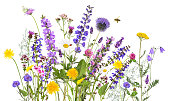 Colorful meadow and garden flowers with insects,