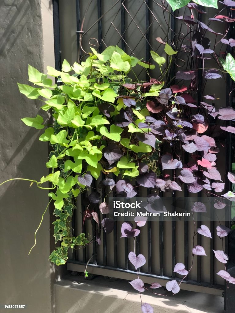 Garden District Hanging plants over rot iron fence in New Orleans Architecture Stock Photo