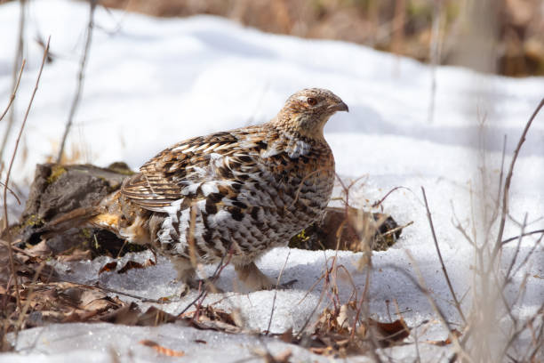 istock Scene in the wild, Ruffed grouse is walking in spring forest. 1483077578