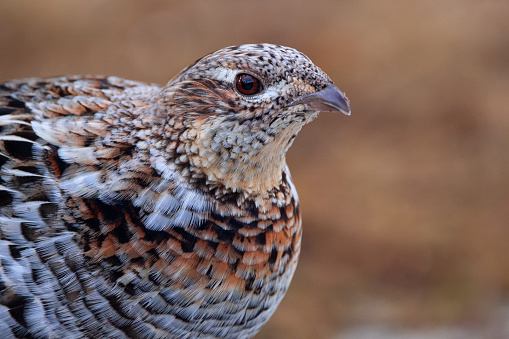 Portrait of a forest wild bird Ruffed grouse in natural camouflage in early spring wood.