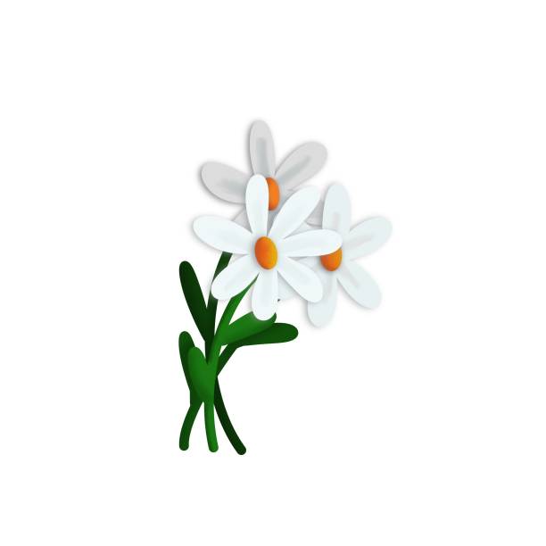 istock Bouquet of three daisies isolated on white, digital illustration 1483079530