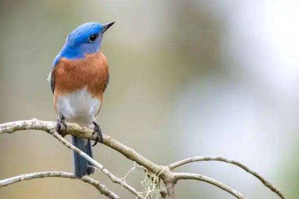 Eastern Bluebird perched on a branch