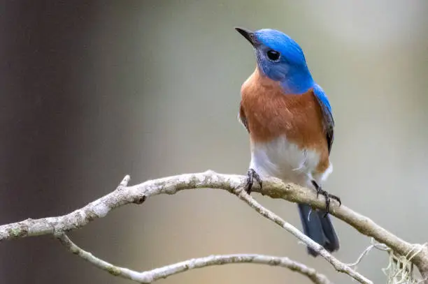 Eastern Bluebird perched on a branch