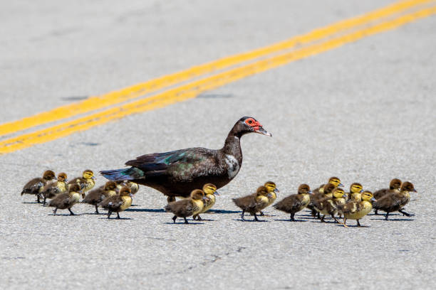 Mother Ducks and Ducklings Crossing Road