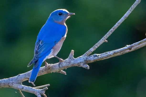 Vibrant Eastern Bluebird perched on a branch