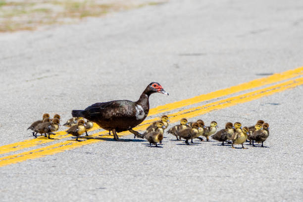 istock Mother Ducks and Ducklings Crossing Road 1483080377