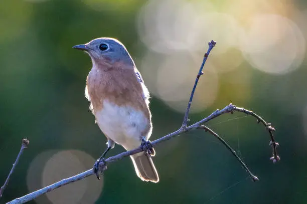 Eastern Bluebird perched on a branch
