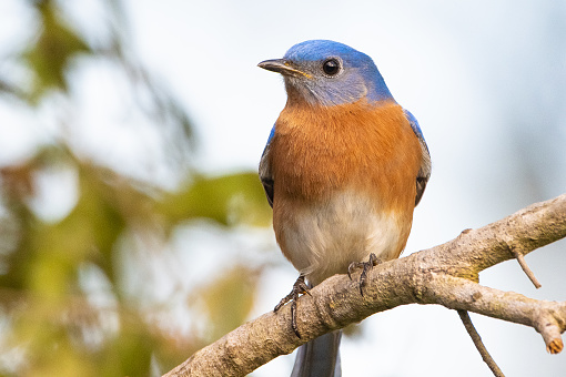 Male Eastern Bluebird perching on tree stump.