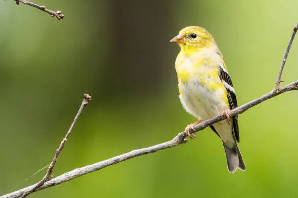 American goldfinch perched on a branch