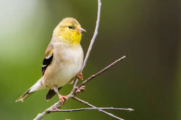 American goldfinch perched on a branch