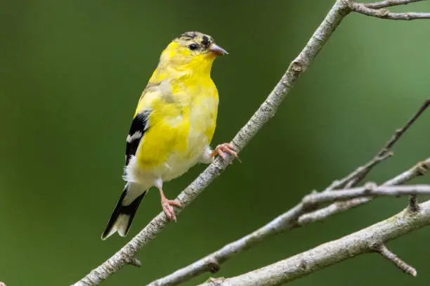 American goldfinch perched on a branch