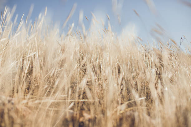 Dry Wild Grass - fotografia de stock