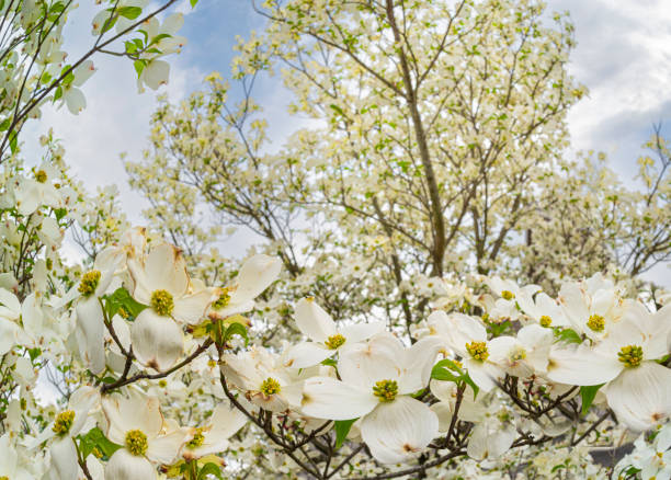 istock Big Dogwood Tree Full of Blooms In Springtime 1483082883