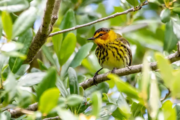 Cape May Warbler perched in tree