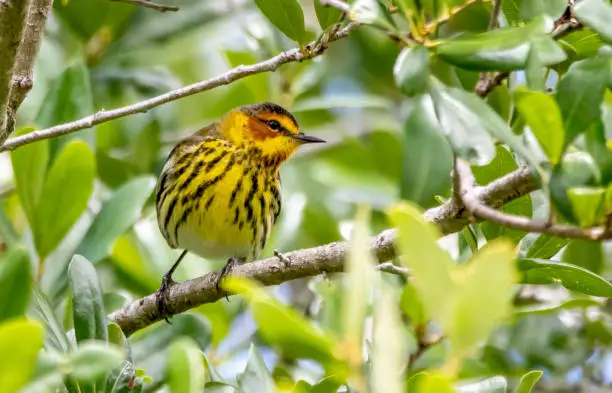 Cape May Warbler perched in tree
