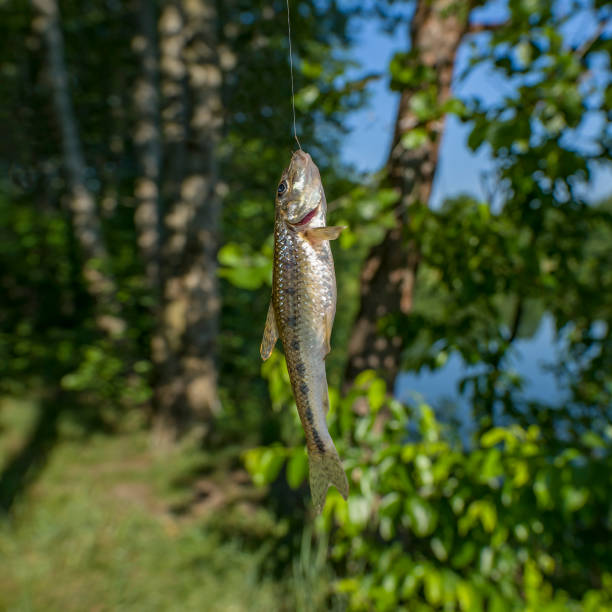 Gudgeon fishing. Caught gobio fish on hook Gudgeon fishing. Caught gobio fish on hook gobio gobio stock pictures, royalty-free photos & images