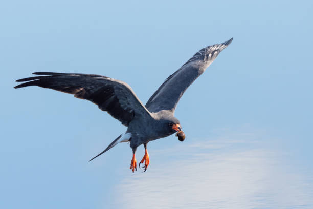 istock Snail Kite in Flight with Snail in Beak 1483084280