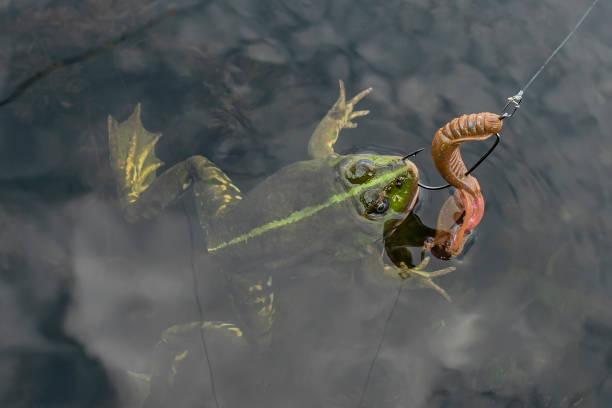 istock Big frog caught by fishing soft lure 1483084282