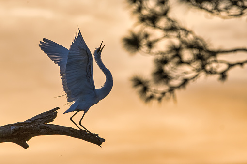 A great egret silhouetted against an evening sky calling.