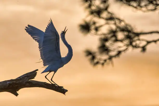Photo of Great Egret Silhouette at Sunset