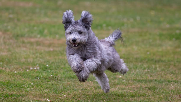 Pumi dog Hungarian Pumi dog running very fast on grass pumi dog stock pictures, royalty-free photos & images