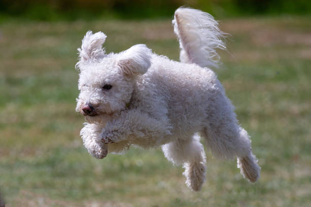 Pumi dog Hungarian Pumi dog running on grass pumi dog stock pictures, royalty-free photos & images