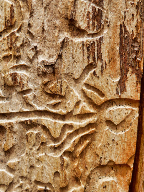 istock Insect bore holes in a tree trunk 1483085878