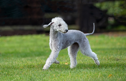 Bedlington Terrier moving on grass