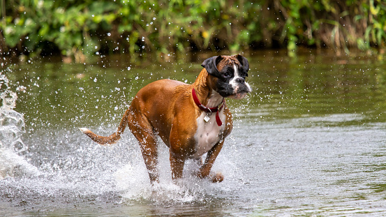 Boxer dog enjoying playing in the river