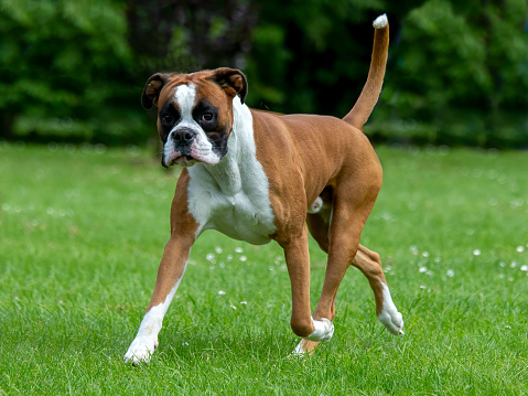 Handsome Boxer dog trotting across grass