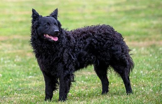The Mudi, a Hungarian herding dog breed standing on grass