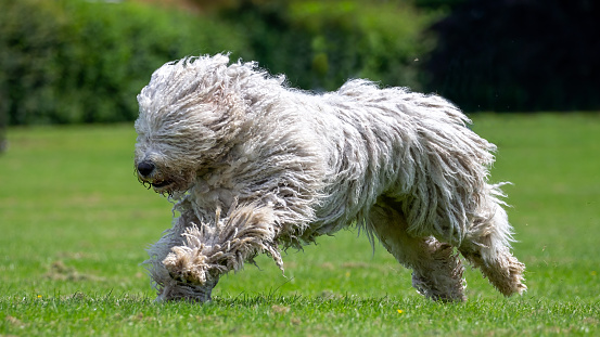 Hungarian Komondor dog running in the park