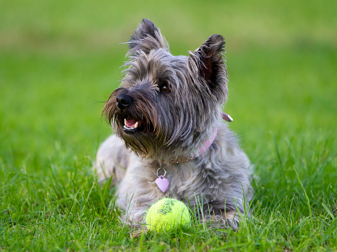 Cute grey and black Yorkshire terrier walking outdoors in nature