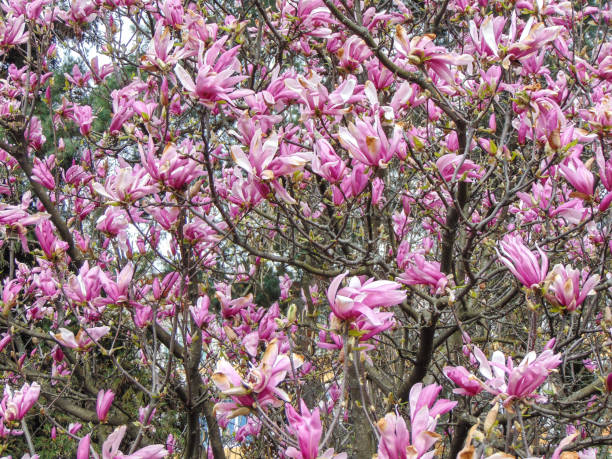 istock Flowering magnolia tree in the spring - in Romania 1483087928