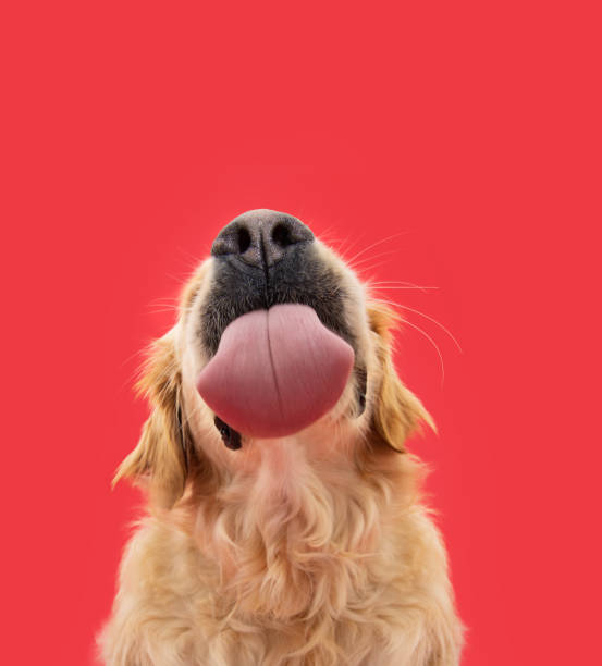 drôle de portrait affamé labrador retriever chiot chien se léchant les lèvres avec la langue. isolé sur fond uni rouge - comportement animal photos et images de collection