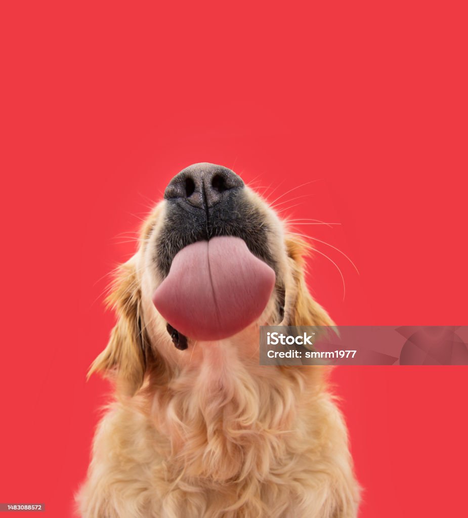 Chân dung hài hước đói labrador chó con liếm môi bằng lưỡi. Bị cô lập trên nền rắn màu đỏ - Trả phí Bản quyền Một lần Chó Bức ảnh sẵn có Chân dung hài hước đói labrador chó con liếm môi bằng lưỡi. Bị cô lập trên nền rắn màu đỏ - Trả phí Bản quyền Một lần Chó Bức ảnh sẵn có