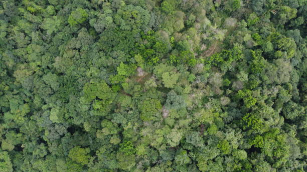 istock Top view forest area Colombia zone nature inisde 4k 1483089704