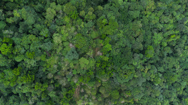 istock Top view forest area Colombia zone nature inisde 4k 1483089706
